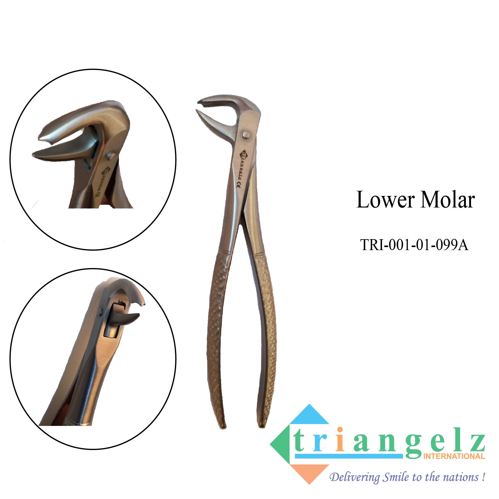 TRI-001-01-099A Lower Molar