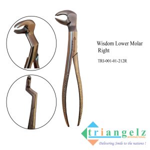 TRI-001-01-212R Lower Molar Wisdom Right