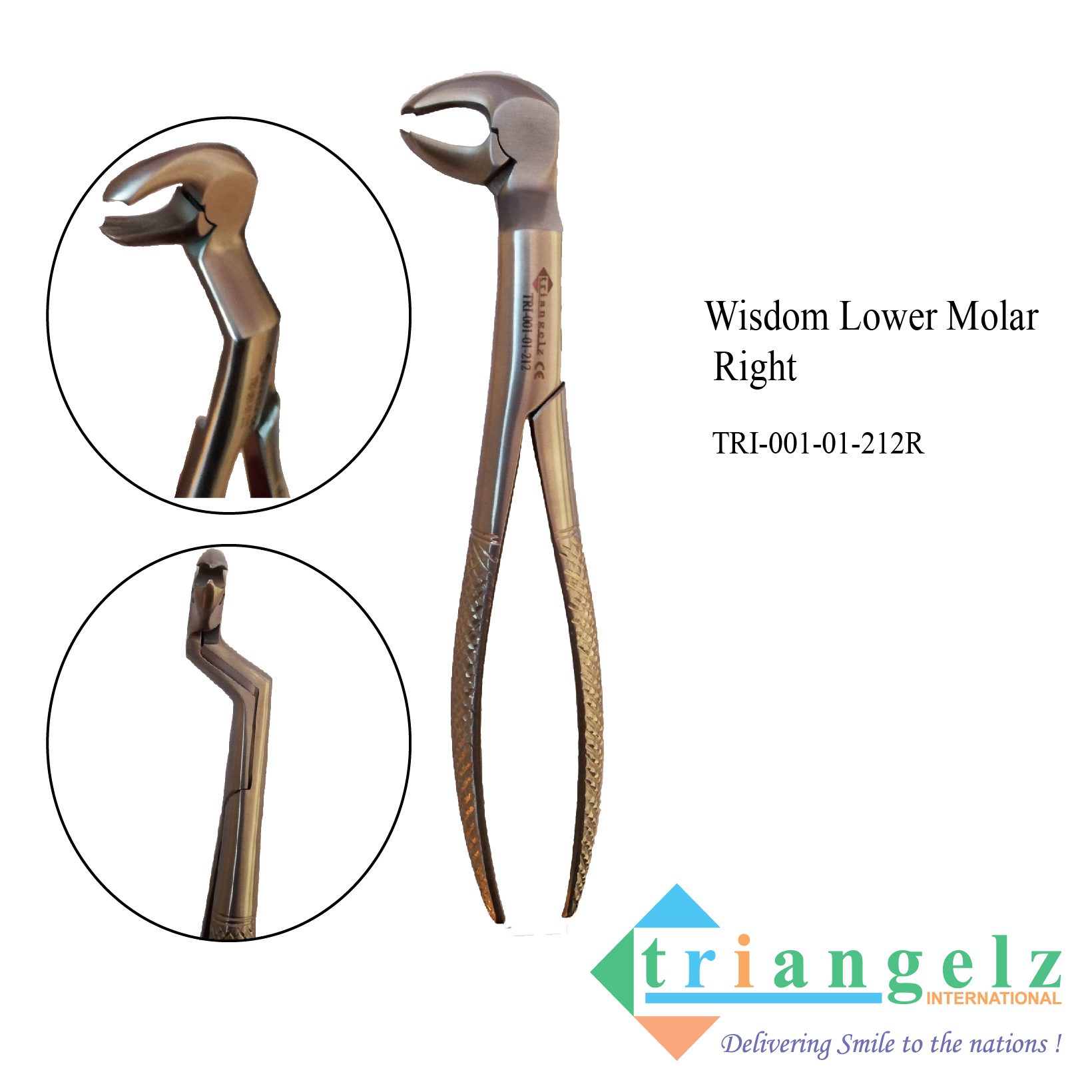 TRI-001-01-212R Lower Molar Wisdom Right